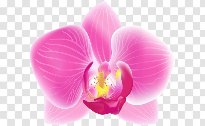 Moth Orchids Decoupage Clip Art - Orchid Leaves Transparent PNG