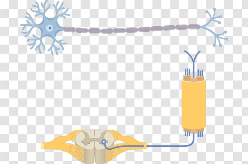 Multipolar Neuron Pseudounipolar Soma - Axon Transparent PNG