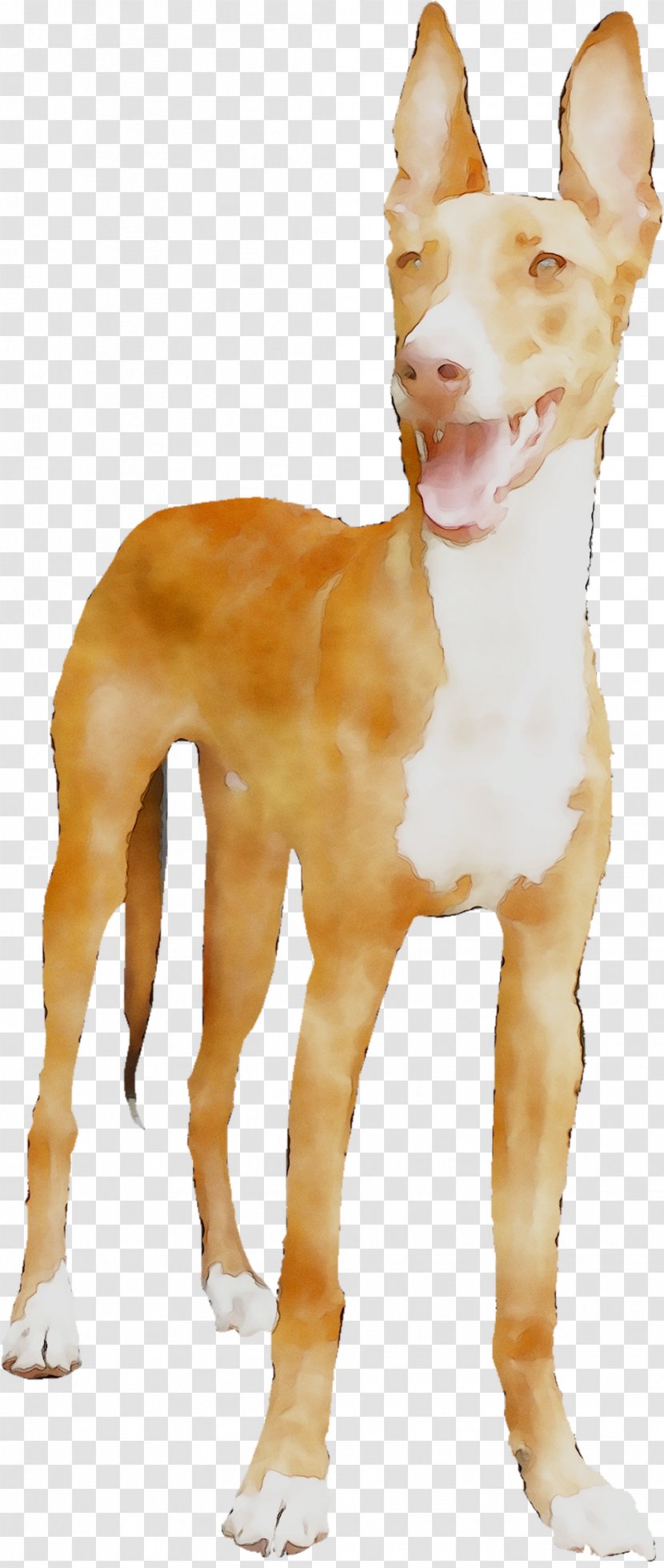 Dog Breed Ibizan Hound Portuguese Podengo Pharaoh Podenco - Canidae - People Transparent PNG