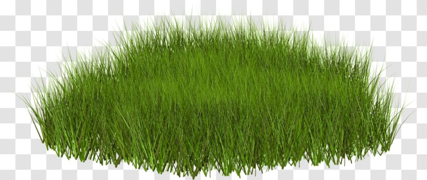 Lawn Desktop Wallpaper Clip Art - Landscaping - Vetiver Transparent PNG