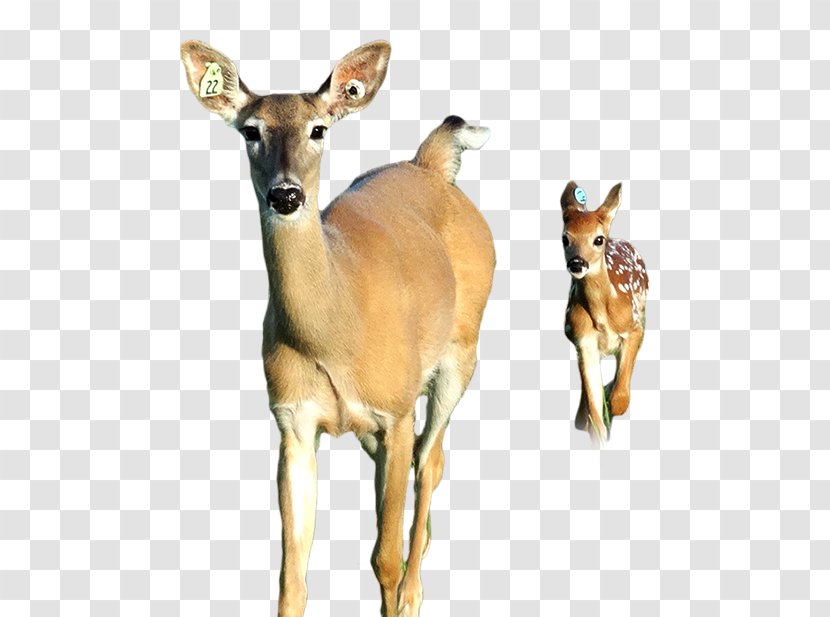 White-tailed Deer Antelope Musk Animal - Fawn Transparent PNG