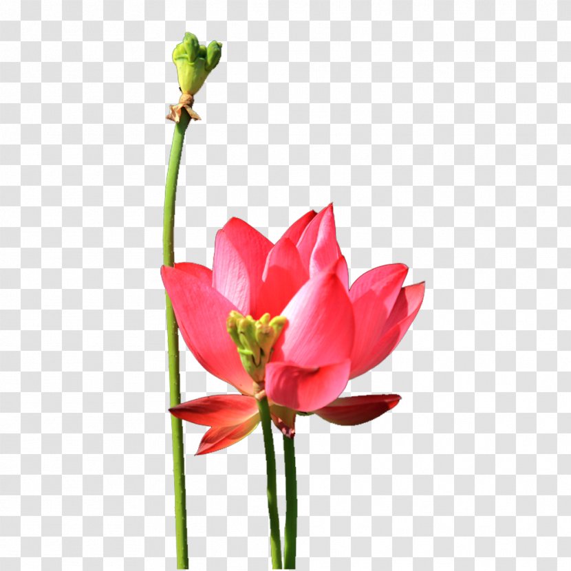 Nelumbo Nucifera Lotus Effect Tulip - Flower - Blossom Pull Material Free Transparent PNG
