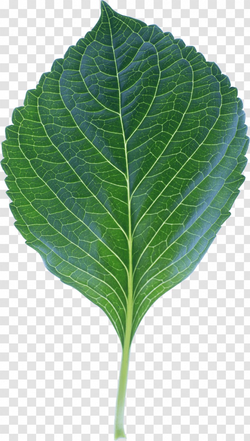 Leaf Plant Stem - Leaves Transparent PNG