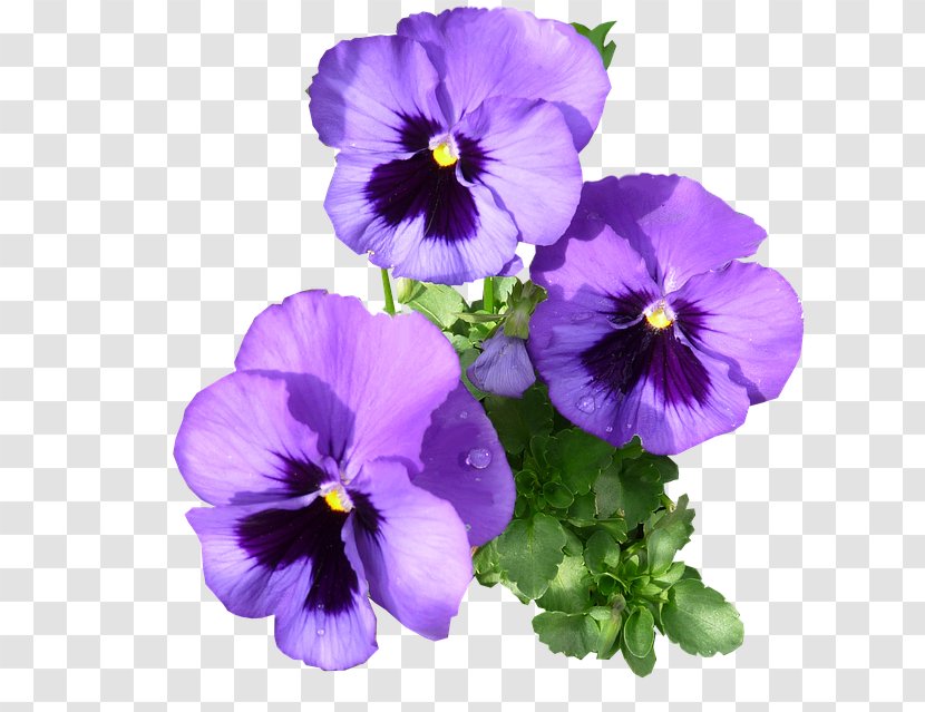 Pansy Violet Purple Day Viola Arvensis Transparent PNG