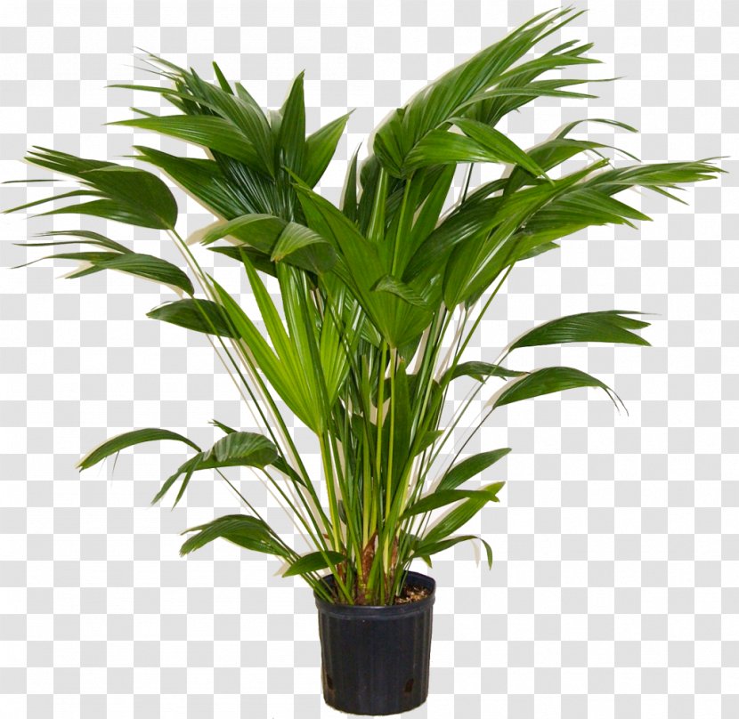 Areca Palm Houseplant Indoor Plants Livistona Chinensis Transparent PNG