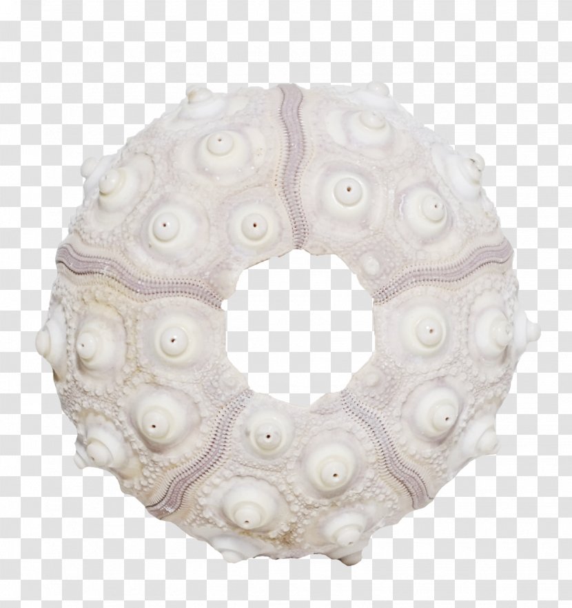 Conch Creativity Sea Snail Designer - Google Images - Creative Beautiful Ring Transparent PNG