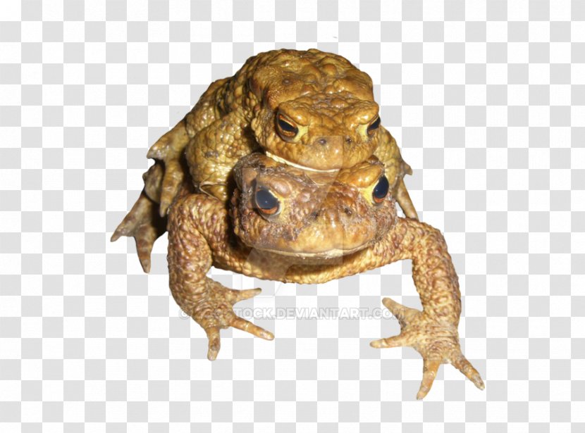 Amphibians American Bullfrog Toad Terrestrial Animal - Beaked - Frog Transparent PNG