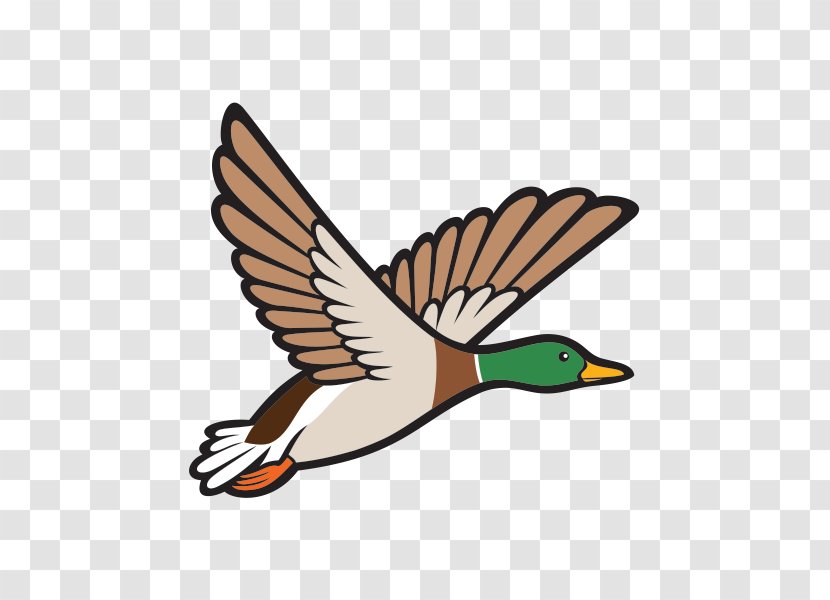 Mallard Duck Bird Clip Art - Flight Transparent PNG