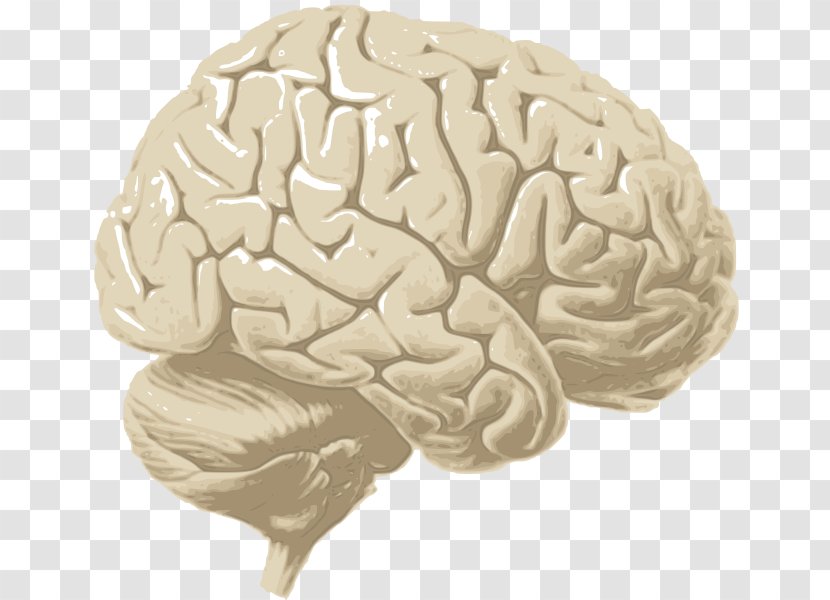 Human Brain Cerebrum Cerebral Cortex Hemisphere - Tree Transparent PNG