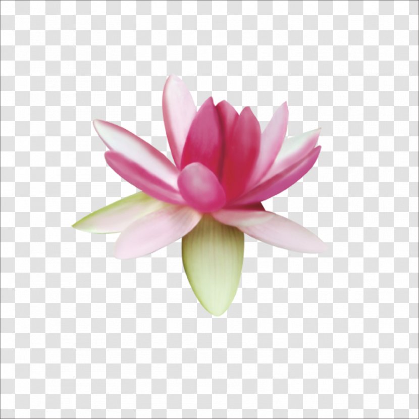 Nelumbo Nucifera Computer File - Sacred Lotus Transparent PNG