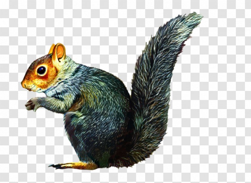 Eastern Gray Squirrel Chipmunk Clip Art - Tree - Rodent Transparent PNG