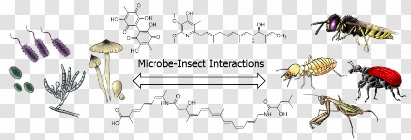 Insect Microorganism Microbial Interactions Natural Product Plant-microbe - Invertebrate - Abstract Figures Transparent PNG