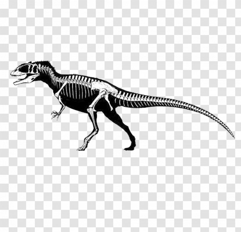 Carcharodontosaurus Eocarcharia Giganotosaurus Spinosaurus Tyrannosaurus - Organism - Long Dinosaur Skeleton Transparent PNG