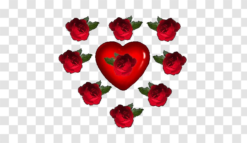 Garden Roses Cut Flowers Red - Heart - Rose Transparent PNG