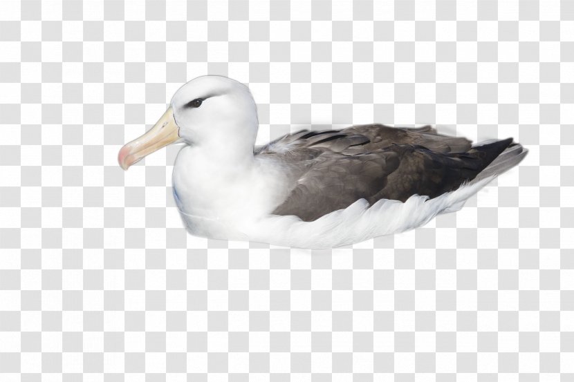 Duck Cartoon - Great Blackbacked Gull - Shorebird Transparent PNG