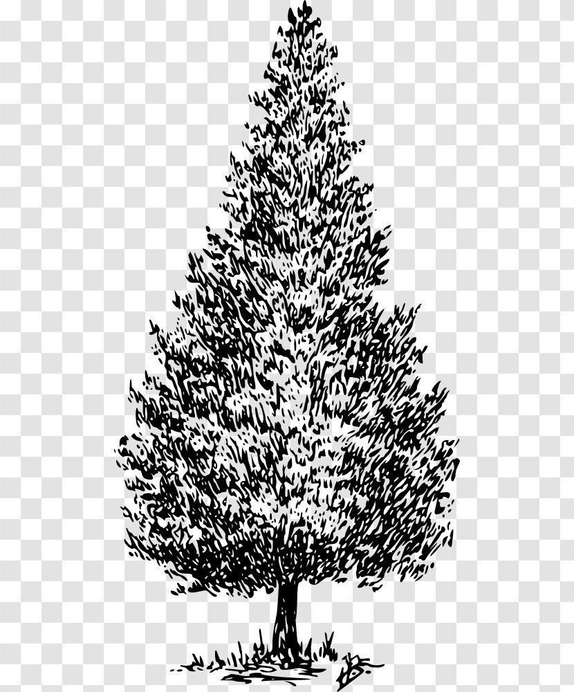 Drawing Tree Cedrus Libani Pine Clip Art - Cypress Transparent PNG