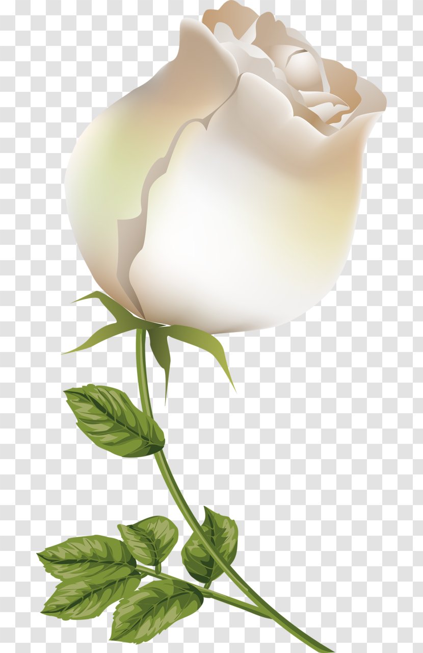 Garden Roses Painting Desktop Wallpaper Flower - Plant - 情人节玫瑰 Transparent PNG