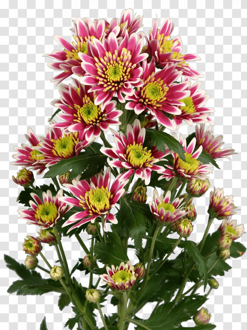 Aster Chrysanthemum Cut Flowers Annual Plant Transparent PNG