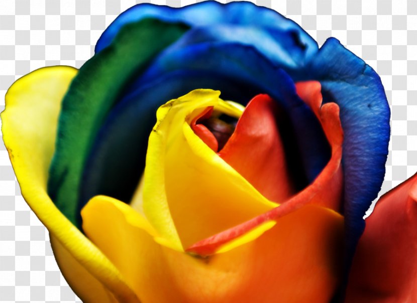 Rainbow Rose Flower Color Garden Roses - White Transparent PNG