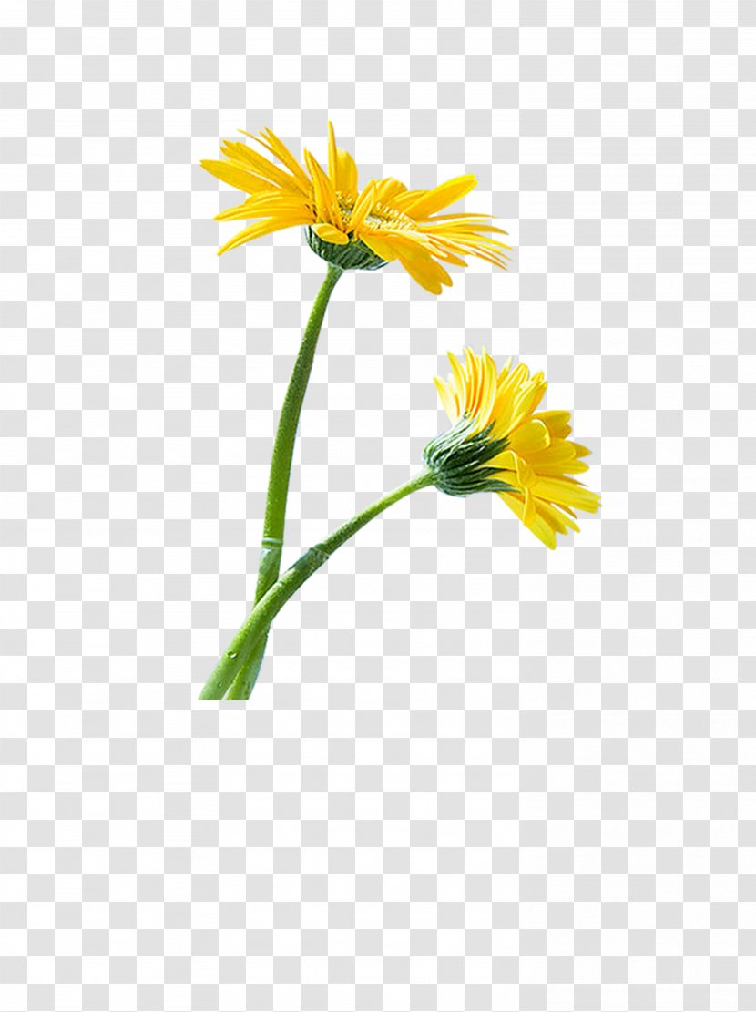 Common Sunflower Seed Kuaci - Chrysanths Transparent PNG
