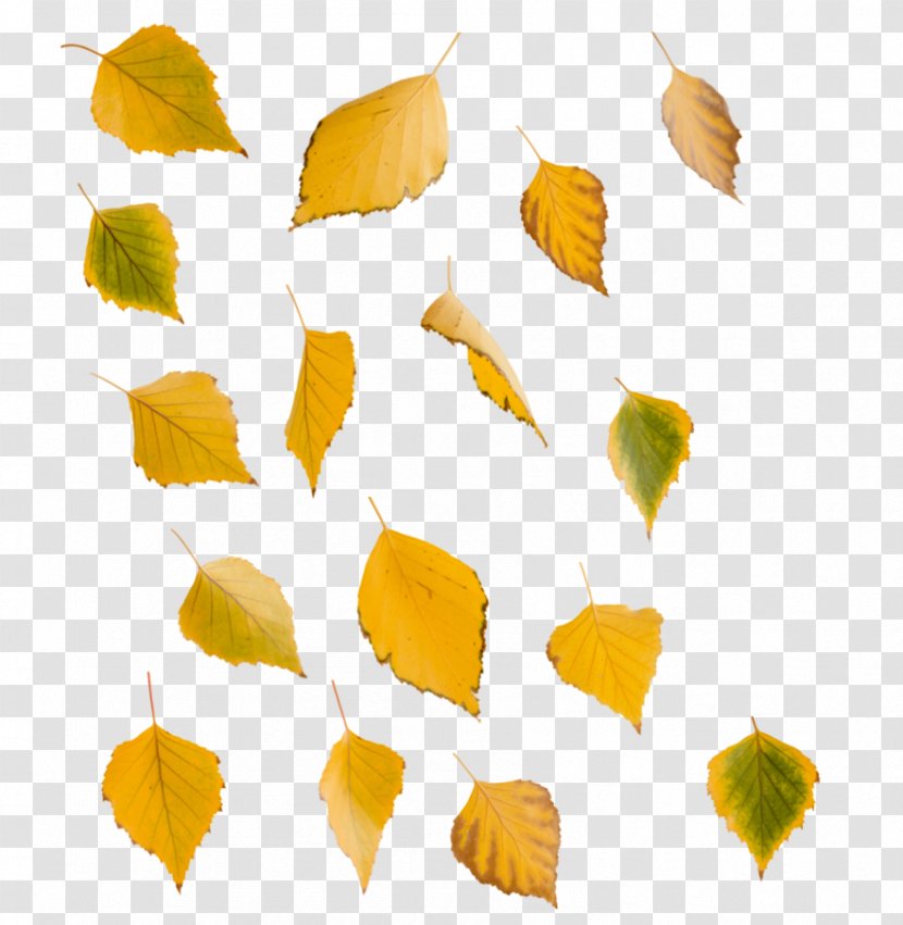 Leaf Swamp Birch Yellow Tree Clip Art Transparent PNG