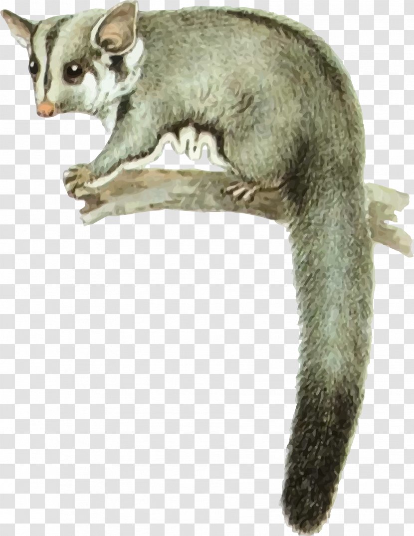 Sugar Glider Feathertail Squirrel Marsupial Pet - Rodent Transparent PNG