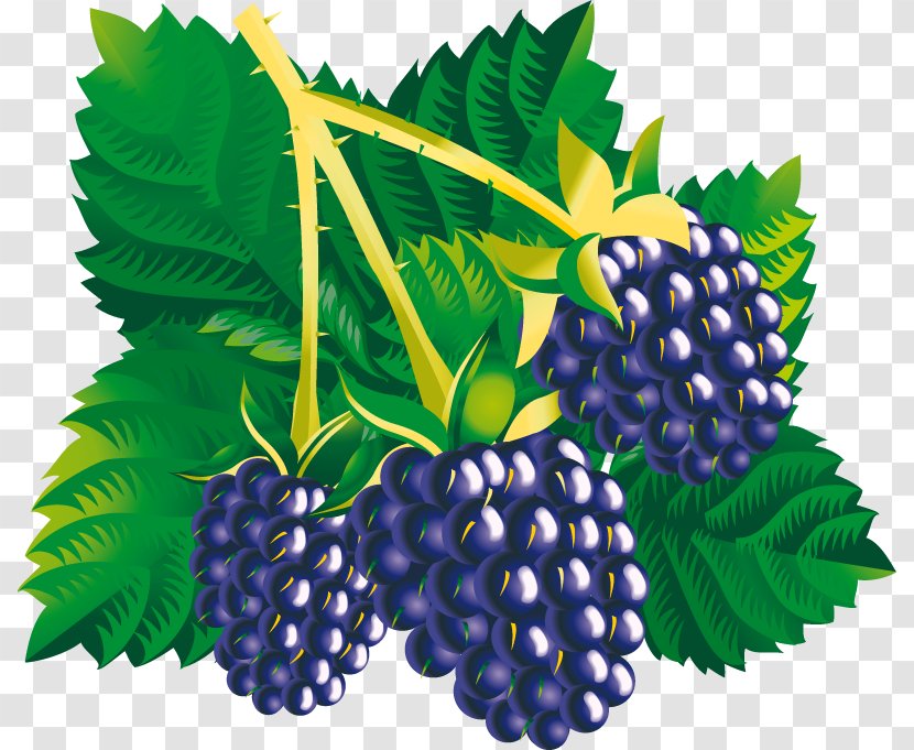 Common Grape Vine Vector Graphics Mulberry Clip Art Illustration - Plant - Blackberry Transparent PNG