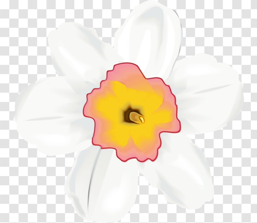 White Petal Flower Pink Yellow Transparent PNG