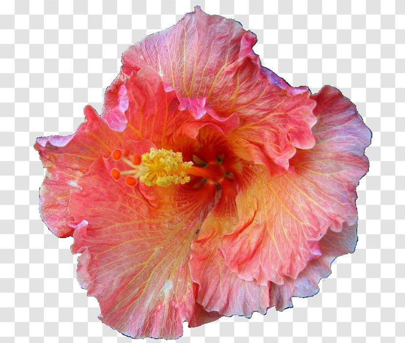 Flower Roselle Shoeblackplant Mallows - Petal Transparent PNG