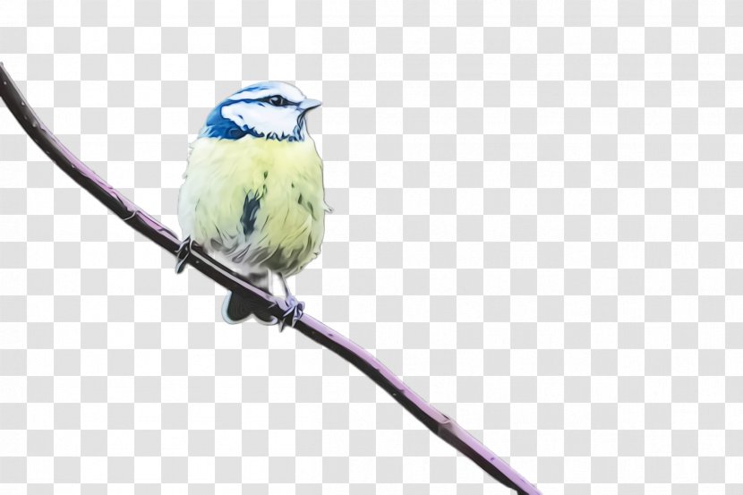 Bird Beak Songbird Perching Branch - Twig Chickadee Transparent PNG