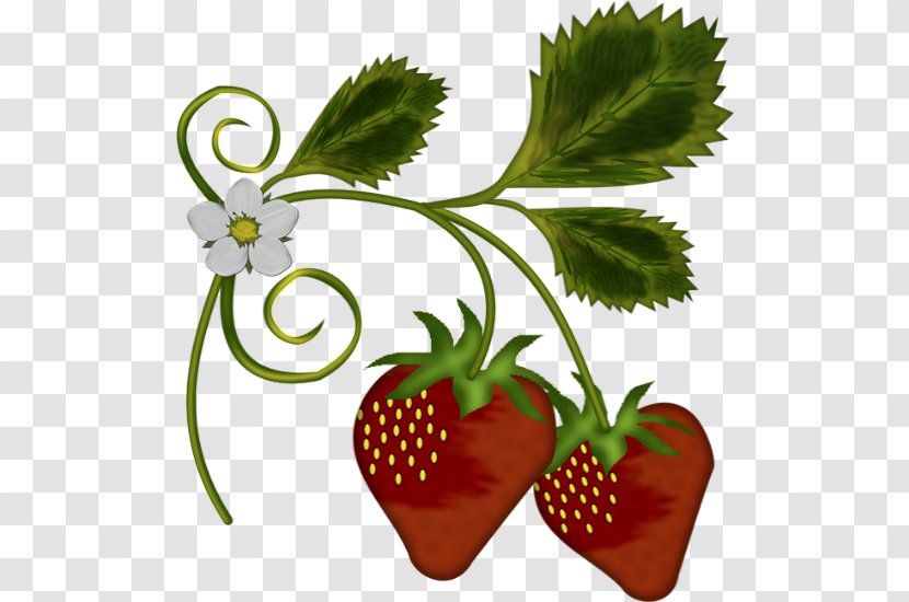 Strawberry Tree Amorodo Clip Art - Photography - Illustration Transparent PNG