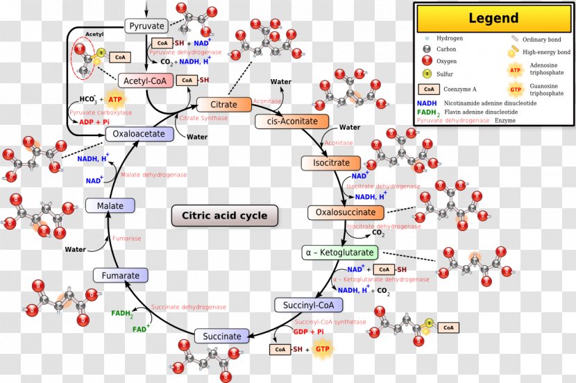 Citric Acid Cycle Coenzyme A Pyruvic Mitochondrial Matrix - Metabolic Pathway Transparent PNG