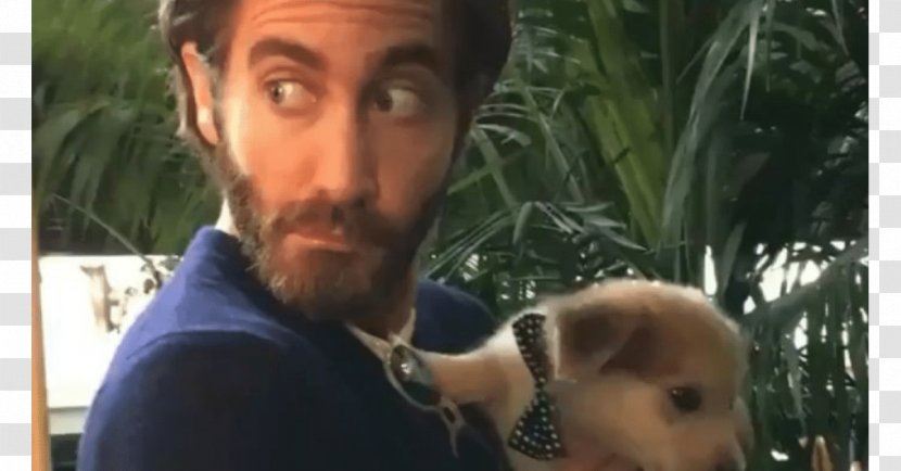 Jake Gyllenhaal 2017 Toronto International Film Festival Disobedience Dog Transparent PNG