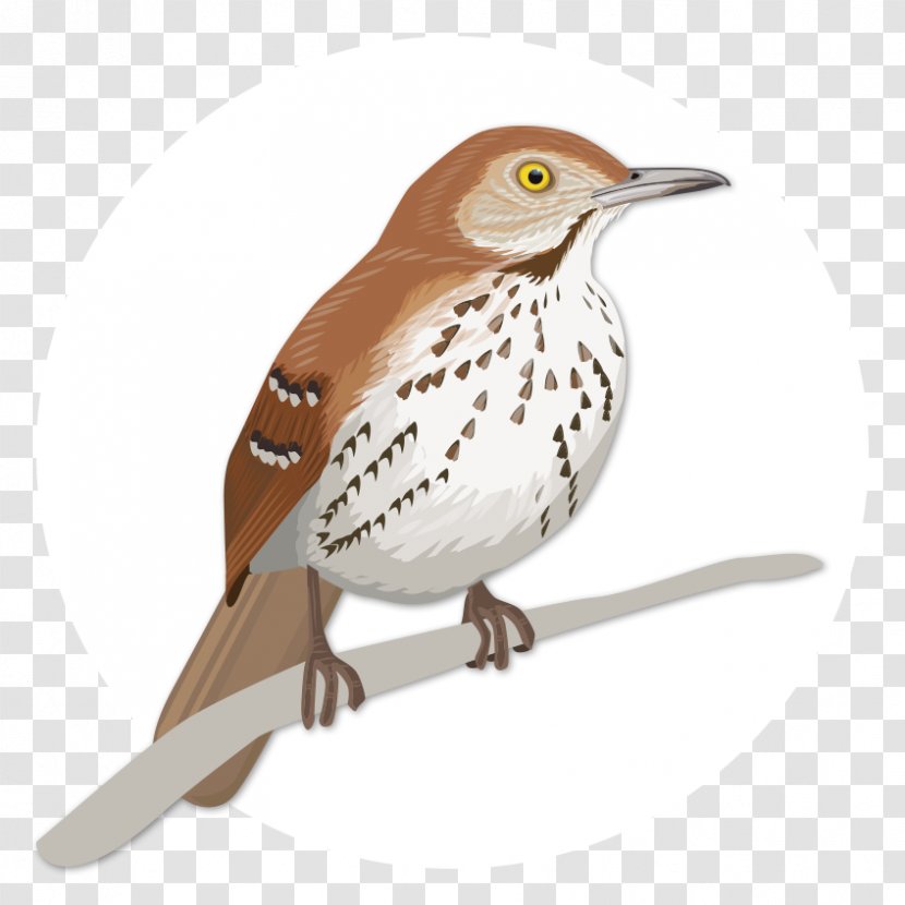 House Sparrow Birdwatching Wren Brown Thrasher - Large Birds Transparent PNG