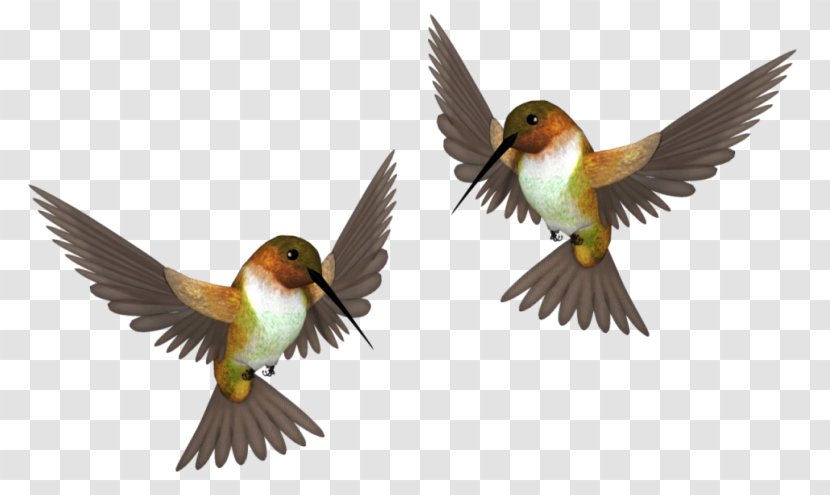 Bird Clip Art - Finch Transparent PNG