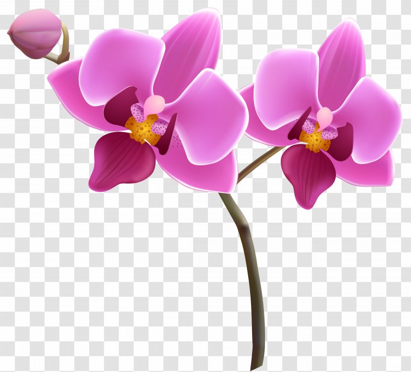Orchids Flower Clip Art - Phalaenopsis Equestris - Orchid Cliparts Transparent PNG