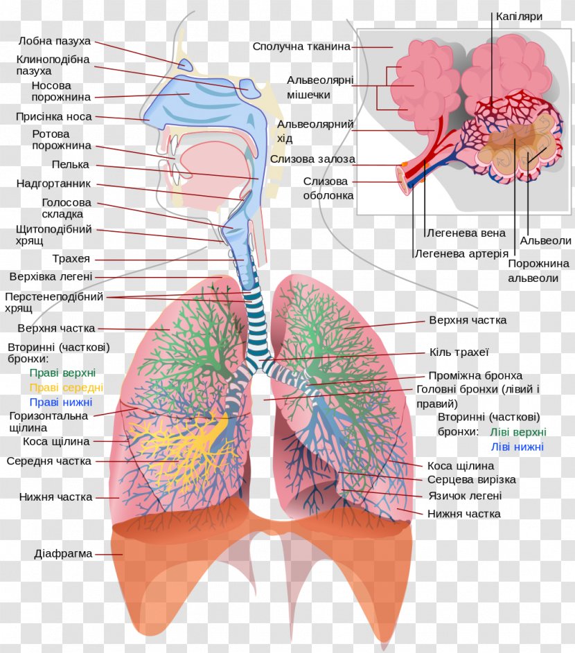 Gas Exchange Respiratory System Human Body Pulmonary Alveolus Respiration - Frame Transparent PNG