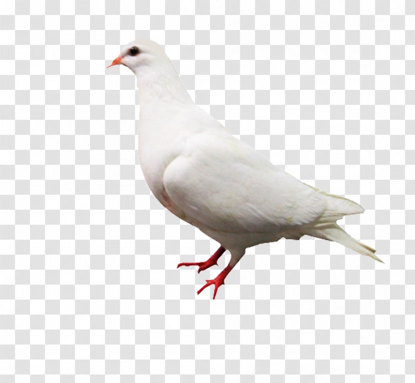 Rock Dove Columbidae White Computer File - Pigeons And Doves - Pigeon Transparent PNG