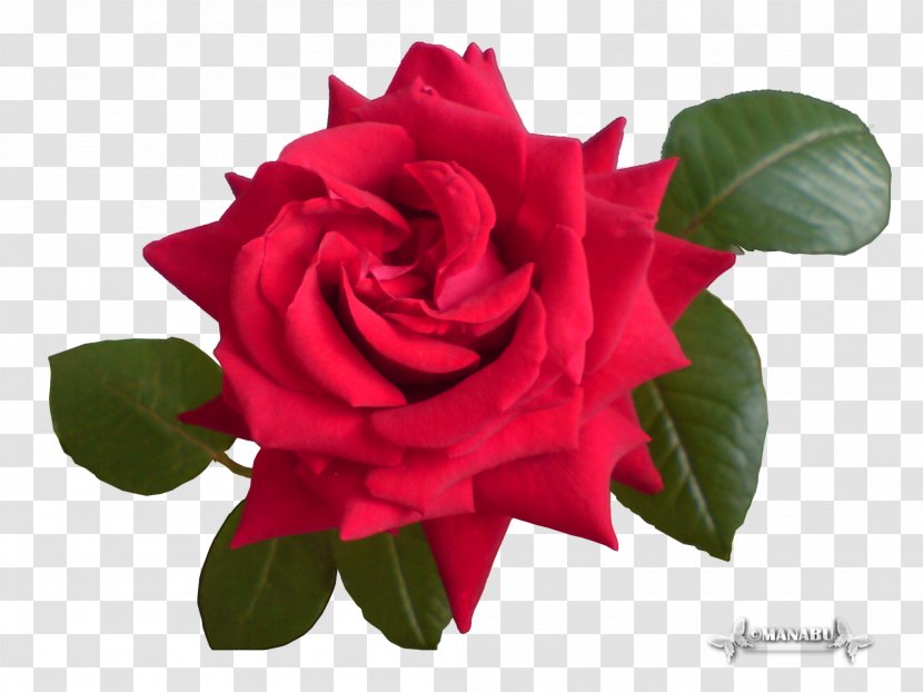 Garden Roses Cabbage Rose China Floribunda Floristry - Petal - Roser Transparent PNG