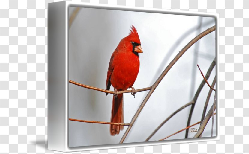 Gallery Wrap Northern Cardinal Canvas Art Red Transparent PNG