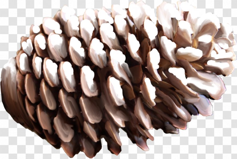 Conifer Cone Pine - Tree - Digital Image Transparent PNG