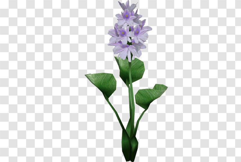 Hyacinthus Orientalis Egyptian Lotus Flower Common Water Hyacinth Plant - Aquatic Plants Transparent PNG