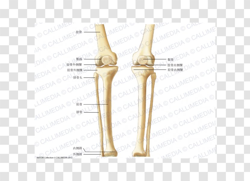 Knee Bone Crus Human Skeleton Anatomy - Watercolor - Artrosis De Rodilla Transparent PNG