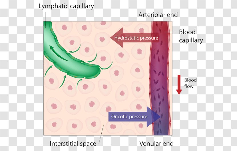 Circulatory System Lymphatic Capillary Human Body Hydrostatics - Pressure - Blood Vessel Transparent PNG