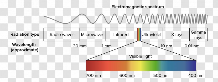 Light Photosynthesis Color Visible Spectrum Absorption - Radiation Transparent PNG