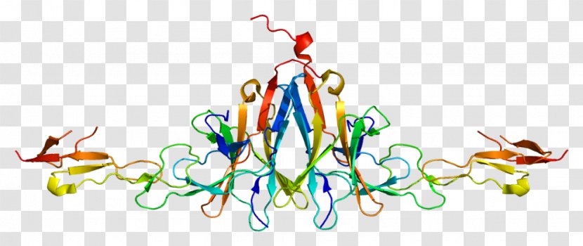 BTLA Protein Receptor Cluster Of Differentiation UniProt - Text - Recreation Transparent PNG