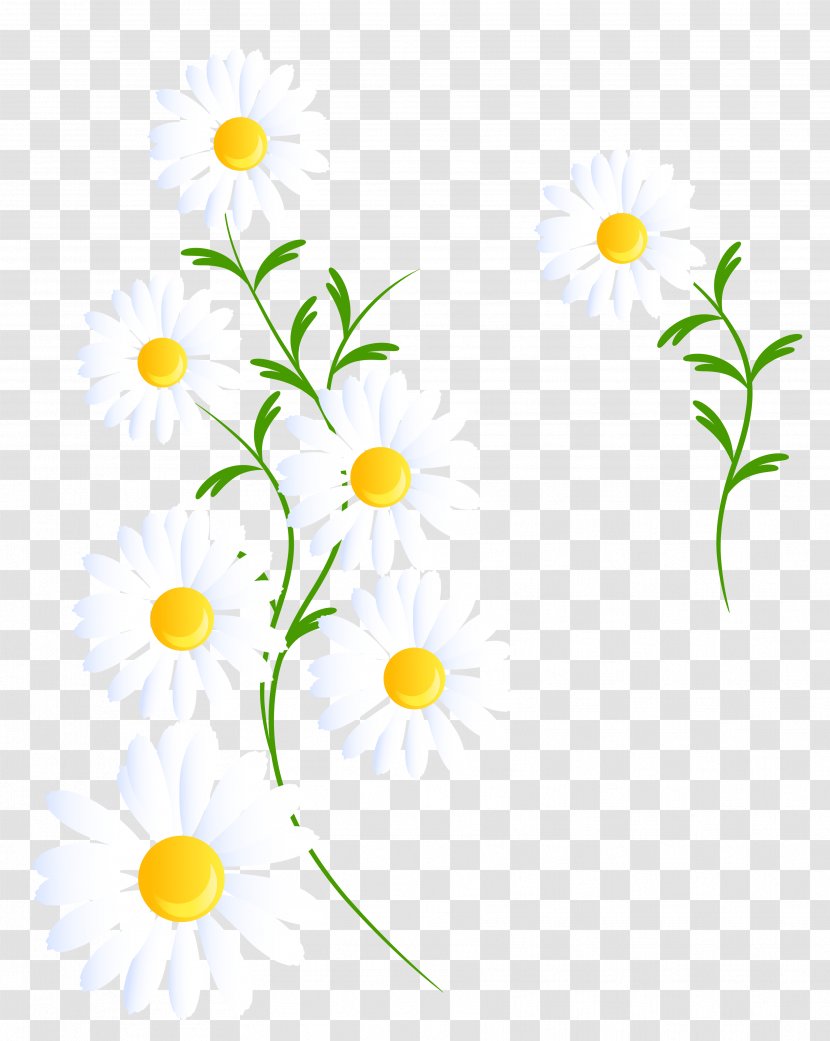 Flower Clip Art - Sunflower - Camomile Transparent PNG