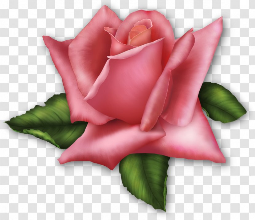 Clip Art Rose Transparency Flower - Pink - Gillyflower And Translucency Transparent PNG