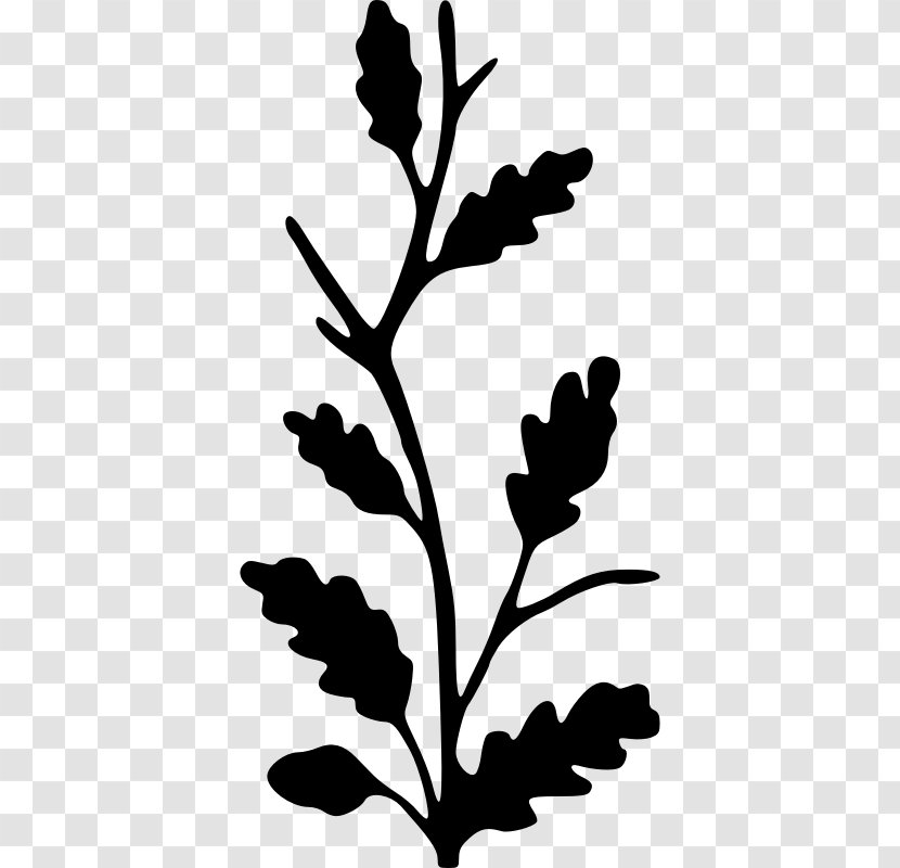 Twig Silhouette Oak Clip Art - Plant Transparent PNG