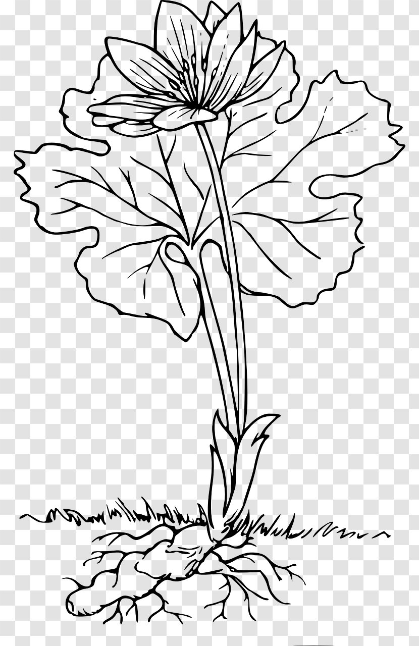 Root Cut Flowers Plant Clip Art - Branch - Flower Transparent PNG